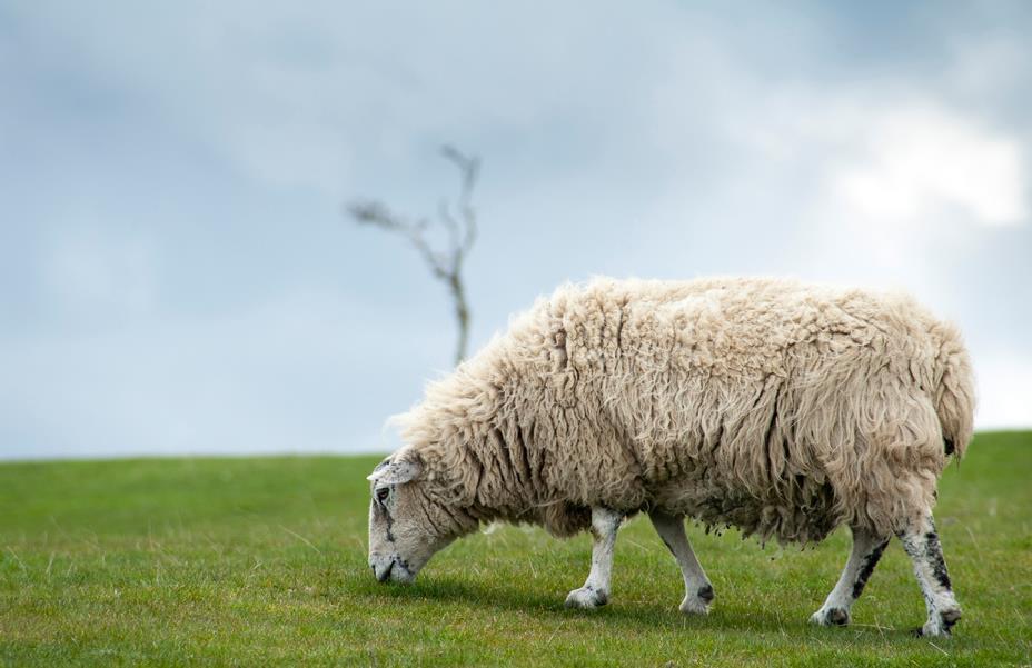 The sheep need a shepherd to take them to fertile areas to graze, to protect them from