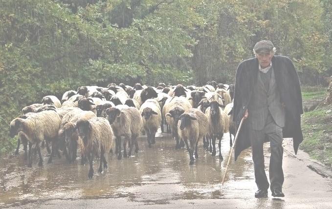 He leads me beside still waters... Sheep will drink anything. On their way to green pastures, they walk along trails littered with muddy, urine-packed puddles.