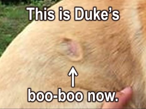 of the way. So, yesterday this is what Duke s boo-boo looked like.