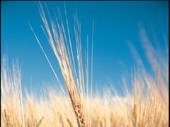 Matt 13:26-28 When the wheat sprouted and formed heads, then