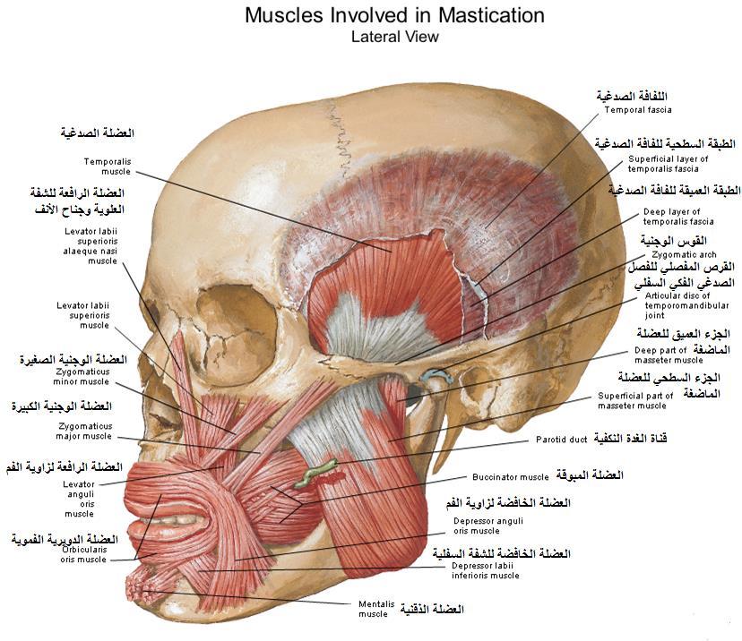 التعصيب: الفرعان الشدقي والفكي السفلي للعصب الوجهي Muscle of the Cheek عضلة الشة.