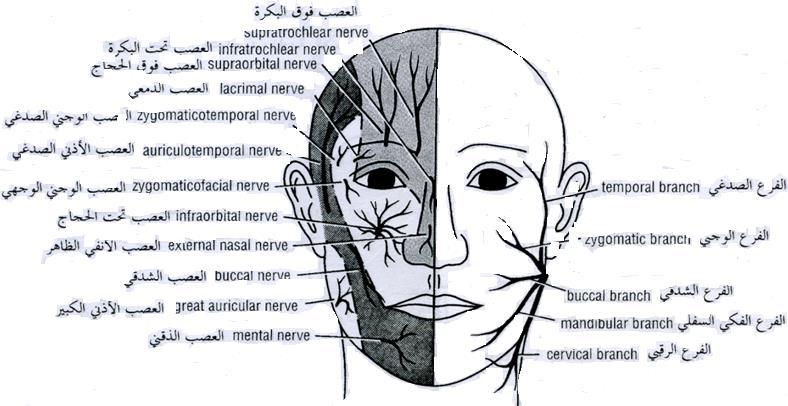 Ophthalmic Nerve العصب العيني.I يعصللب العصللب العيني جلد الجبهة والجفن العلوي والملتحمة والوجه الجانبي لألنف حتى ذروته في األسللفا وتمر خمسة فروع من العصب إلى الجلد. 1.