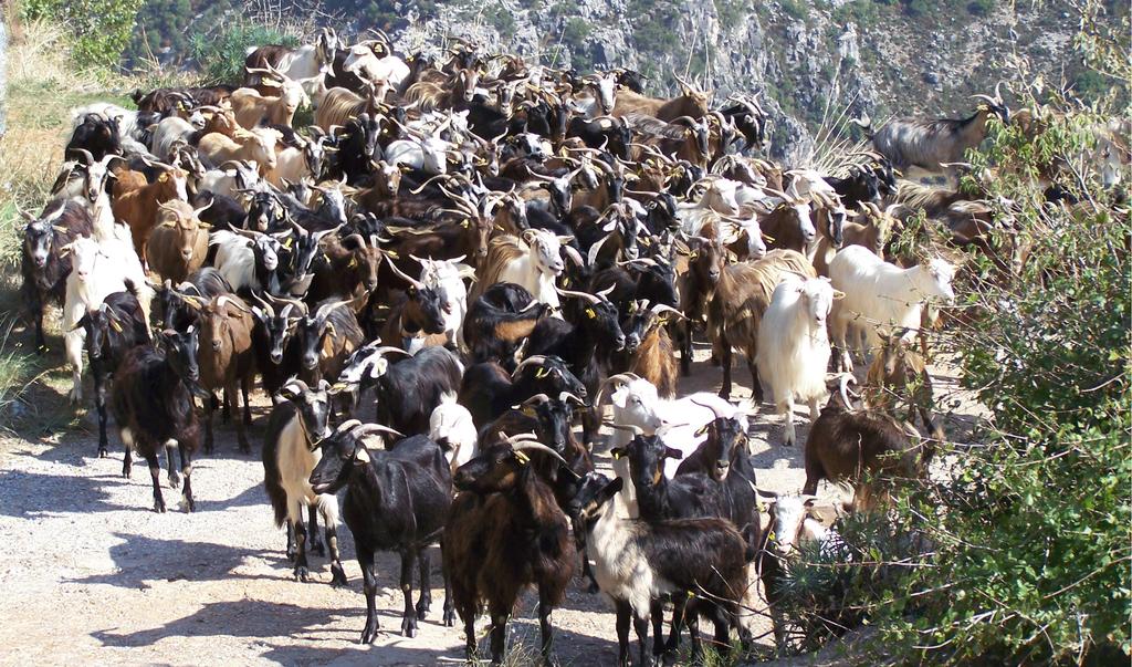 Fourteen-Hundred Goats Imagine if you were walking down a street and happen to run into a huge herd of fourteen-hundred goats, all heading the same direction as if to a particular destination.