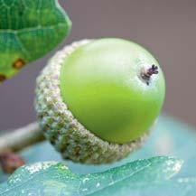 What identifies them all is their seed, the tiny acorn. The oak tree hosts a greater variety of wildlife than any other British tree. This includes large numbers of insect species.
