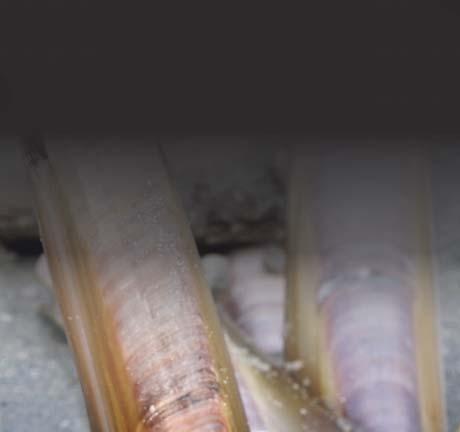 clam ( Although it appears to lack sufficient strength to dig through sand, the razor clam burrows into