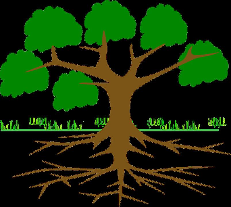 DISCUSSION QUESTIONS: 1. What are some things we learned about the roots of the tree? 2. What do you think these parts of the tree have to do with a person, and with their family? 3.