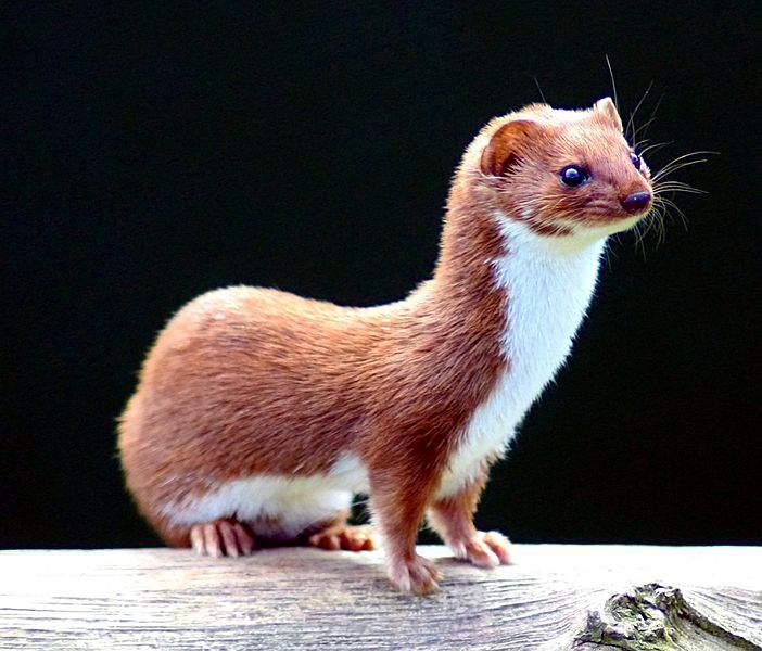 Other packages contained a weasel The long-tailed weasel was only mentioned once in Lewis and Clark s journals.