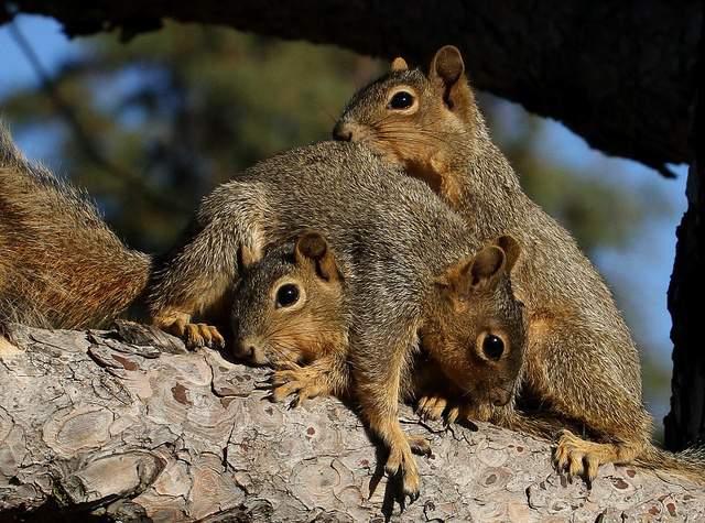 three squirrels Lewis and Clark described the Eastern Ground Squirrel, Richardson s Ground Squirrel,
