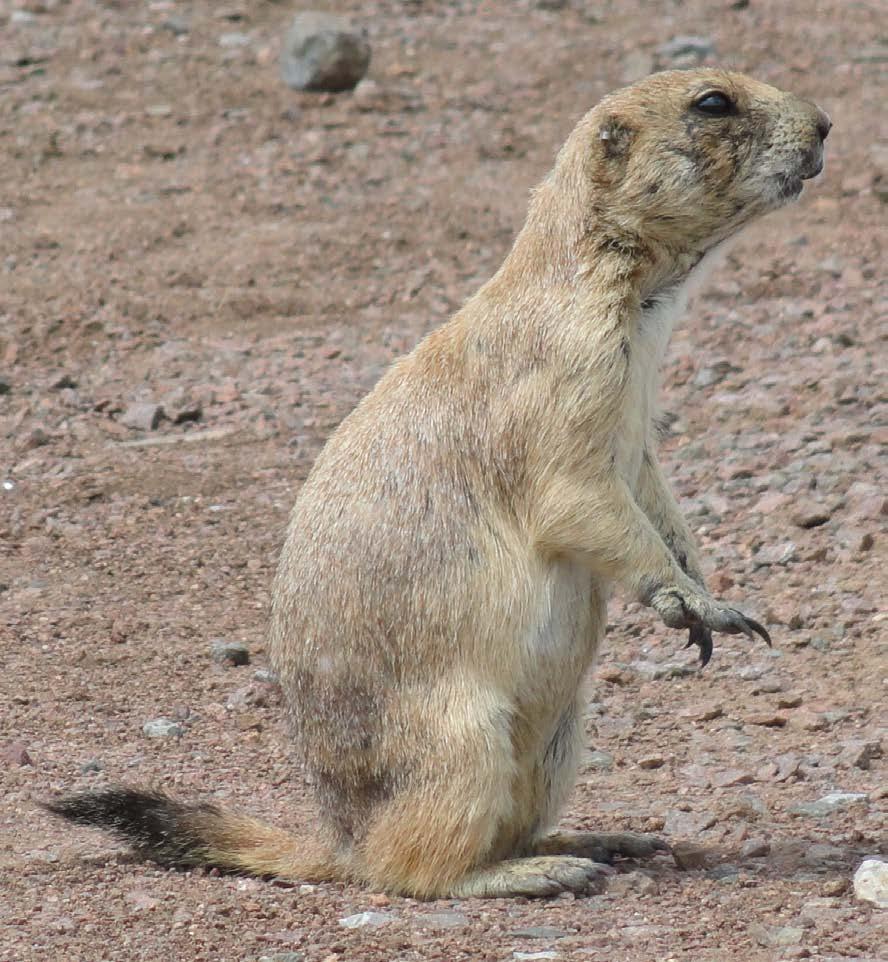 a prairie dog Lewis and Clark first noted the Black-Tailed Prairie Dog on September 7,