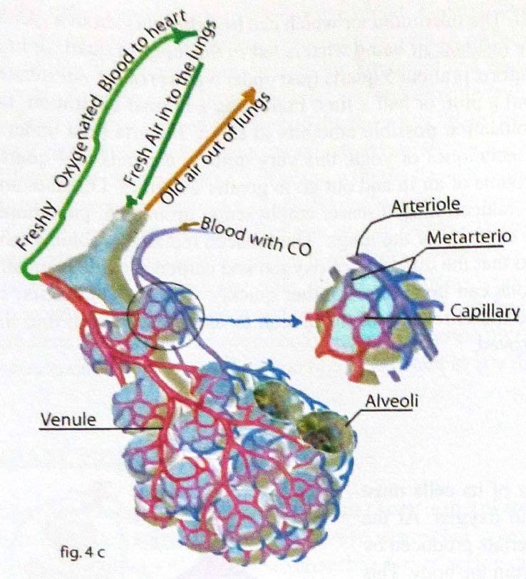 Thelungscontainthenarrowerpassageways,orbronchioles,whichcarryairtothe functionalunitofthelungs,thealveoli.there,inthethousandsoftinyalveolar chambers,(fig.