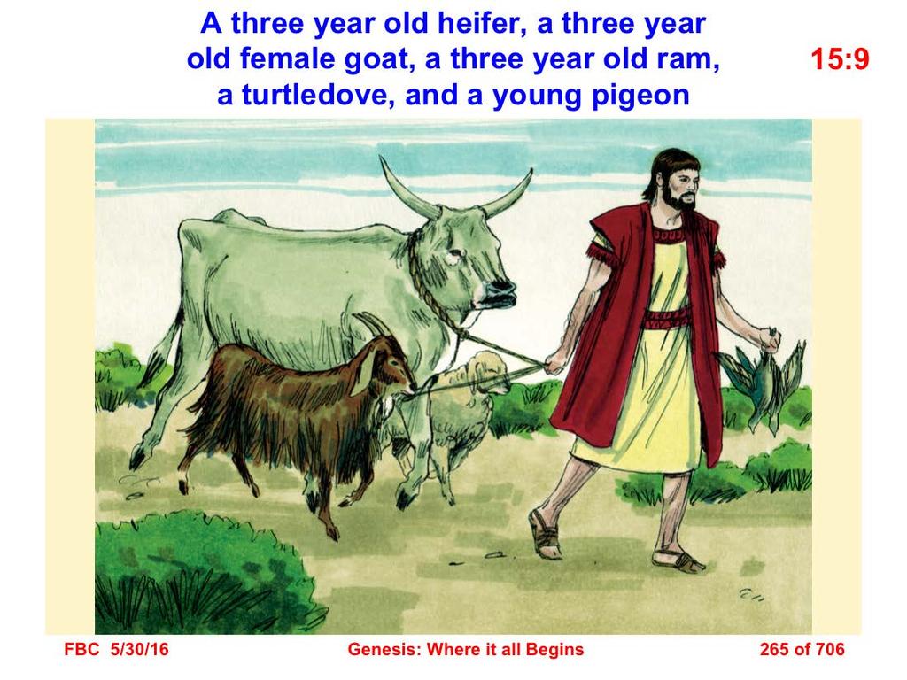 9 So He said to him, Bring Me a three year old heifer, and a three year old female goat, and a three year old ram, and a turtledove, and a young pigeon (Gen. 15:9).