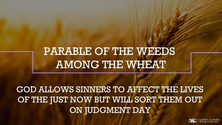 Jesus gave us the Parable of the Weeds and the Wheat to help us understand why God allows sinners to affect the lives of the just now but will sort them out on