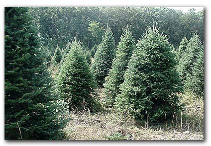 The First Christmas Tree In a forest in the far, far East grew a great many pine trees. Most of them were tall trees, higher than the houses that we see, and with wide, strong branches.