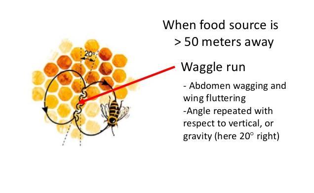 Figure 1: Waggle Dance of Bees: when the food source is of 50 meters away, the bee performs a waggle dance (see the red arrow).