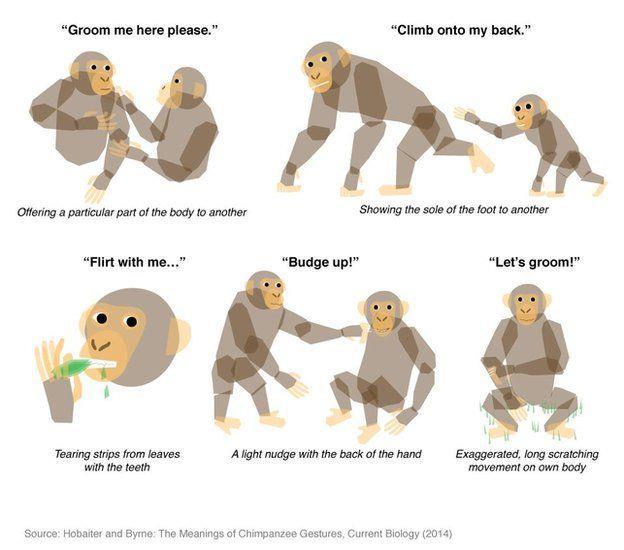 Figure 2: Monkey s Sign Language Source: http://www.nonhumanrightsproject.