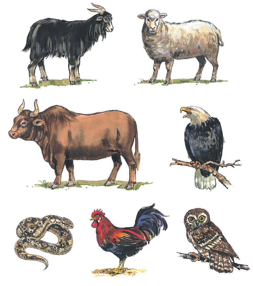 Which of these animals have you seen?