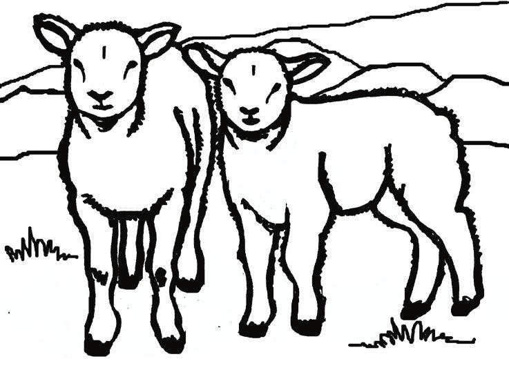 Sheep in the Midst of Wolves 12 Scripture: Matthew 10:1-42 What is one thing you learned about sheep? 1. According to Matthew 10: 16, how are the disciples sent out? 2. How should they behave? 3.