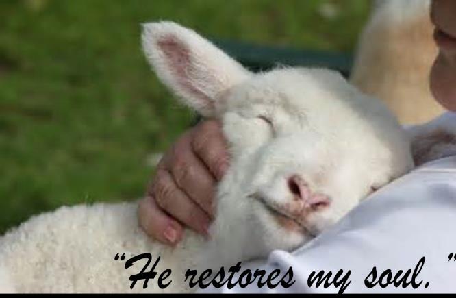 -A safe place to live, to sure and shepherds provide their sheep with that.