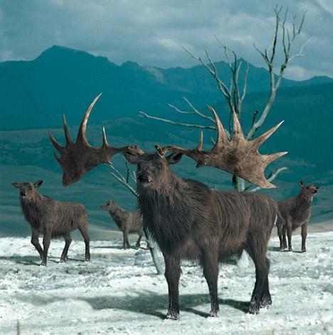 trends toward increased size Irish Elk