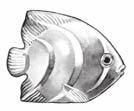 Lesson 12 n Option 2: Fish-Squirter paintings SupplieS: thinned tempera paint, bowls, paper, cotton swabs, newspapers Set out paper, cotton swabs, the fish squirter, and two or three small bowls of