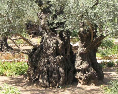 the tree absorbs it. This image is of a tree that is from the Mount of Olives in Israel, and you can see that there are new branches coming out from the side of the middle central section of the tree.
