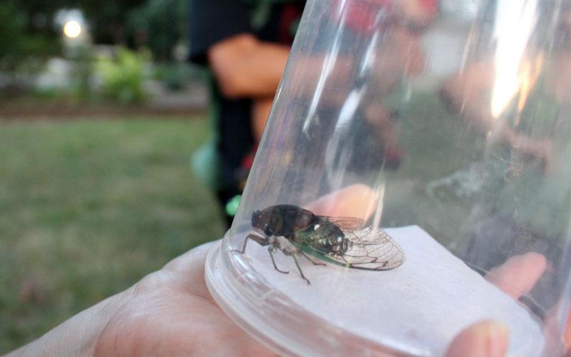 Urban Buzz: Citizen Science with Cicadas About this lesson At any given moment we ve got animals living under our feet some of them for 17 years at a time.