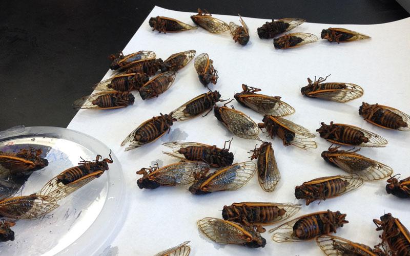 About the Research Once cicadas are received in the lab they are first inspected to make