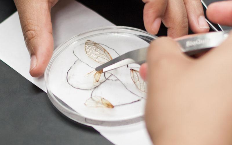 Each specimen is labeled with its collecting information. Photo by Holly Menninger.