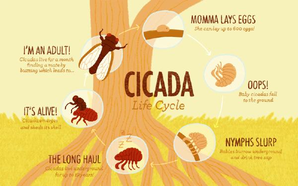 Class Discussion Look at the life cycle of the cicada: What types of dangers do you think would impact cicadas?