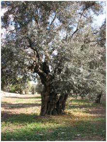 PRAYER UPDATE FROM ISRAEL (August 15, 2011) An old olive tree in the Ben Hinnom Valley of Jerusalem. A land of wheat and barley, of vines and fig trees and pomegranates, a land of olive oil and honey.