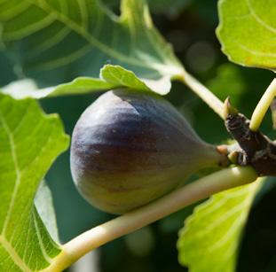 ~ Figs תאנה Figs are a great source of fiber, which is known to support digestive health. Fig cluster in the Gush Etzion region Figs are a well-known laxative and are high in fiber.