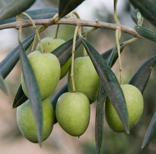 ~ Olive Oil זית שמן Olives are rich in oleurorpein and hydroxytyrosol, which are known to support healthy blood pressure.
