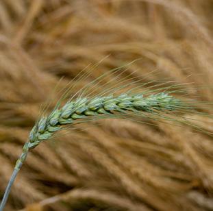 ~ Barley שעורה Barley has beta-glucan, which has been shown to reduce cholesterol and reduce the risk of coronary disease.