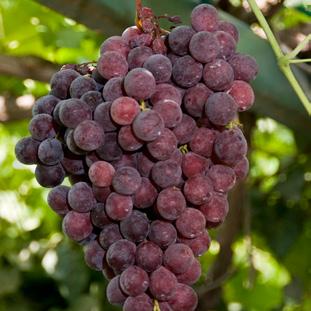 ~ Grapes גפן Grapes contain resveratrol, which activates anti-aging mechanisms in the cells.