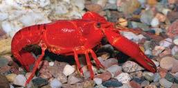 APOLOGETICS J A M E S J. S. J O H N S O N, J. D., T h. D. Crayfish, Caribou, and Scientific Evidence in the Wild An unusual law has helped some creation science evidence to go wild.