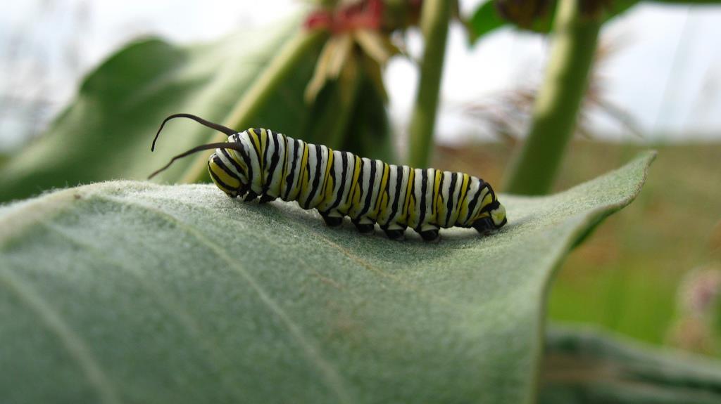 For as in Adam all die,... We are all like a caterpillar at first. When we are acting like Adam ( in Adam ) we are acting like a caterpillar. We are very selfish at first.