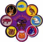 WOOD BADGE SONGS Back to Gilwell I used to be a Beaver, And a good old Beaver too, But now I ve finished Beavering, I don t know what to do, I m growing old and feeble, And I can Beaver no more, So I