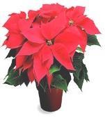 Poinsettias to decorate the church are always welcome. If you would like to share one, please put your name on it so that it may be returned to you.