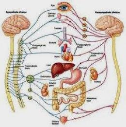 3 brain", with no connection at all to the outside world, these organs are all metabolically active with corresponding unconscious memories gathered during sleep.
