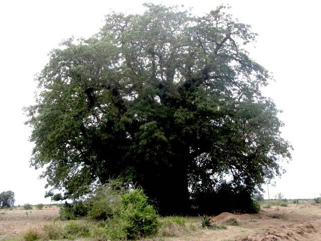 One of many baobab trees seen on the way from Shinyanga out to the Training