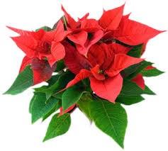 Poinsettias are available in 6.5 pots for $7.75. You may take your flowers with you following worship on Christmas Eve. Orders must be placed by December 17, 2017.