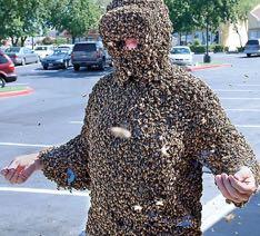 Professor Norman Gary engulfed by bees