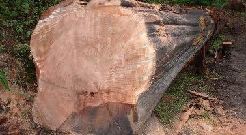 OUR SAKMAN STORY: The Log = The Keel This is a 33-foot section of the tree. It would serve as the keel of our sakman.