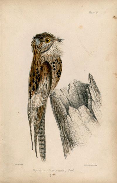 THE BIRDS OF JAMAICA (would appear in 1847) THE BIRDS OF JAMAICA POPULAR BRITISH ORNITHOLOGY; CONTAINING A FAMILIAR AND TECHNICAL DESCRIPTION OF THE BIRDS OF THE BRITISH ISLES,