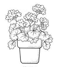 PAGE 10 ORDER YOUR GERANIUMS FOR PENTECOST We will be ordering Geraniums to adorn our Altar area on Pentecost Sunday.