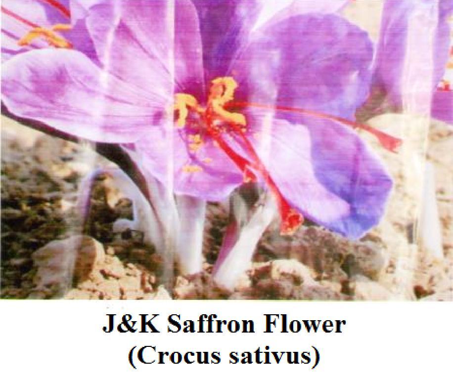 colourful and beautiful. What is the Specially of J & K Saffron flower?