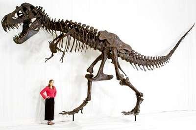 (plated stegosaur) Edmontosaurus regalis (a