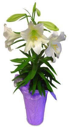 Rooted in Christ Growing in Faith Reaching to Invite and Serve 6 Easter Lily Plants 2018 Consider the lilies of the field...and the Epiphany sanctuary on Easter morning.