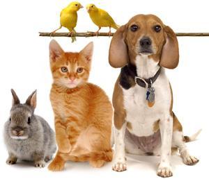 Blessing of the Animals October 9th! We want PETS!! Best of all is if you could arrange to bring the pet, on a leash or in a carrier. But if you just can't, second best is to send in a picture.