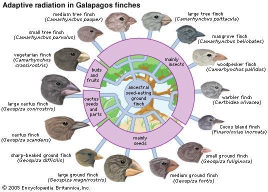 Instinct Classification Embryology Evolution Geographic Distribution Fossil Record